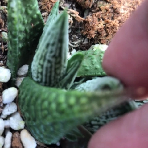 皇后泪珠侧牙无根硬叶