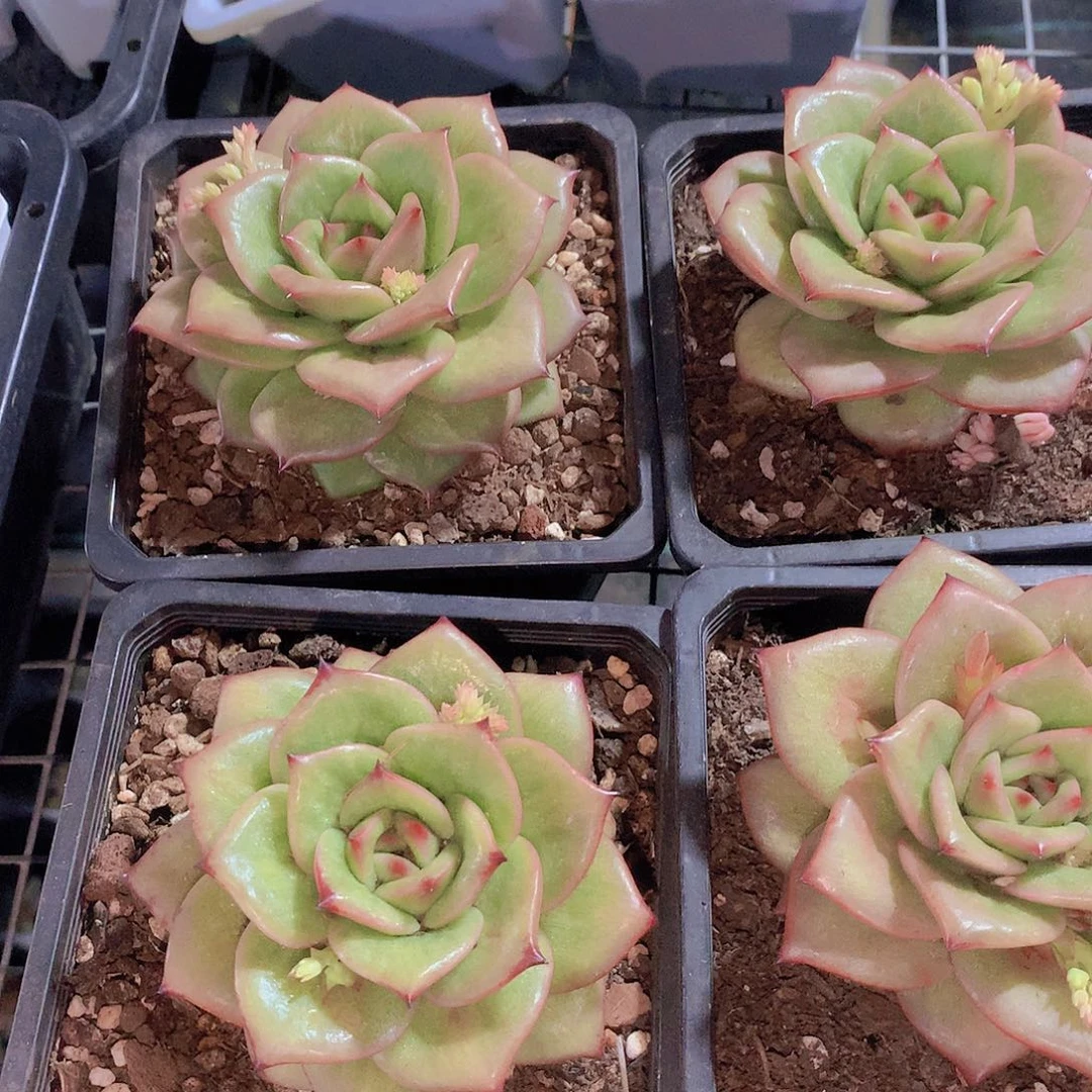 蔷薇锦22455678899900