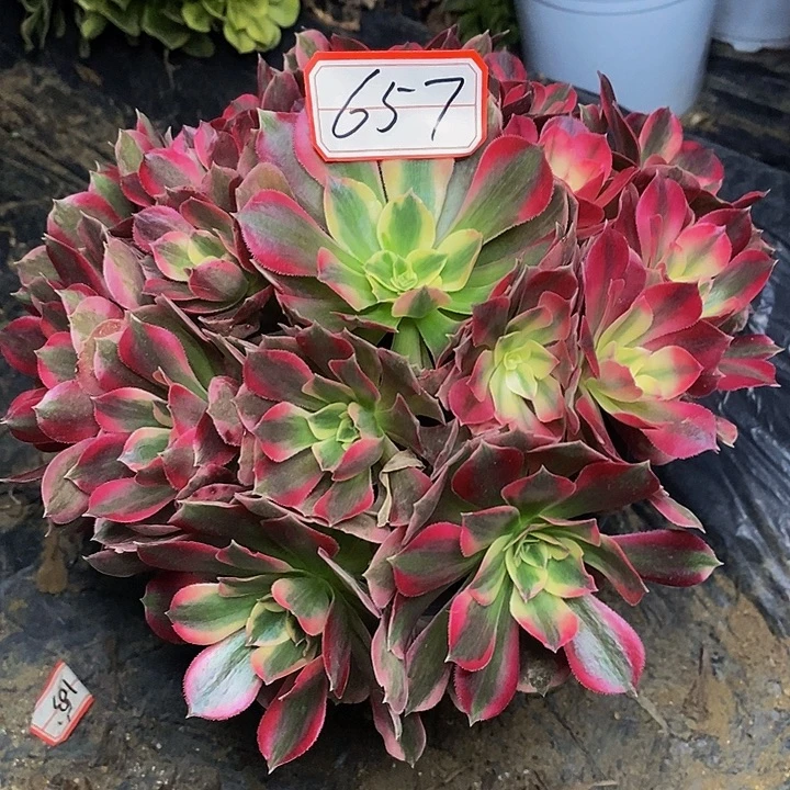 粉女郎捧花老桩657号