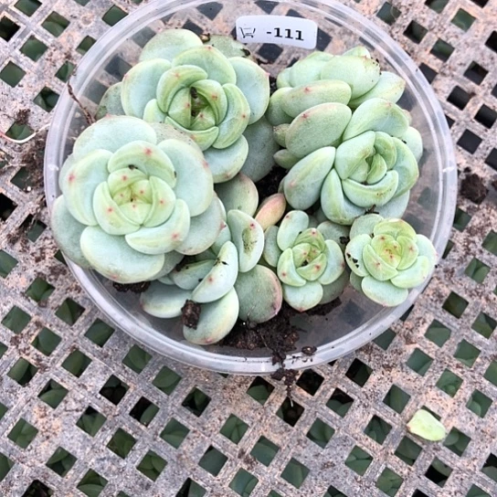 ****儿111甜心饭盒一组勿晒