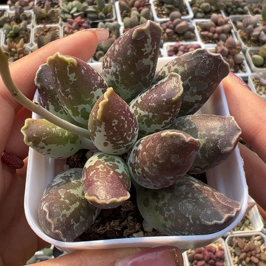 紫海豹三代紫海豹亮紫色多肉植物