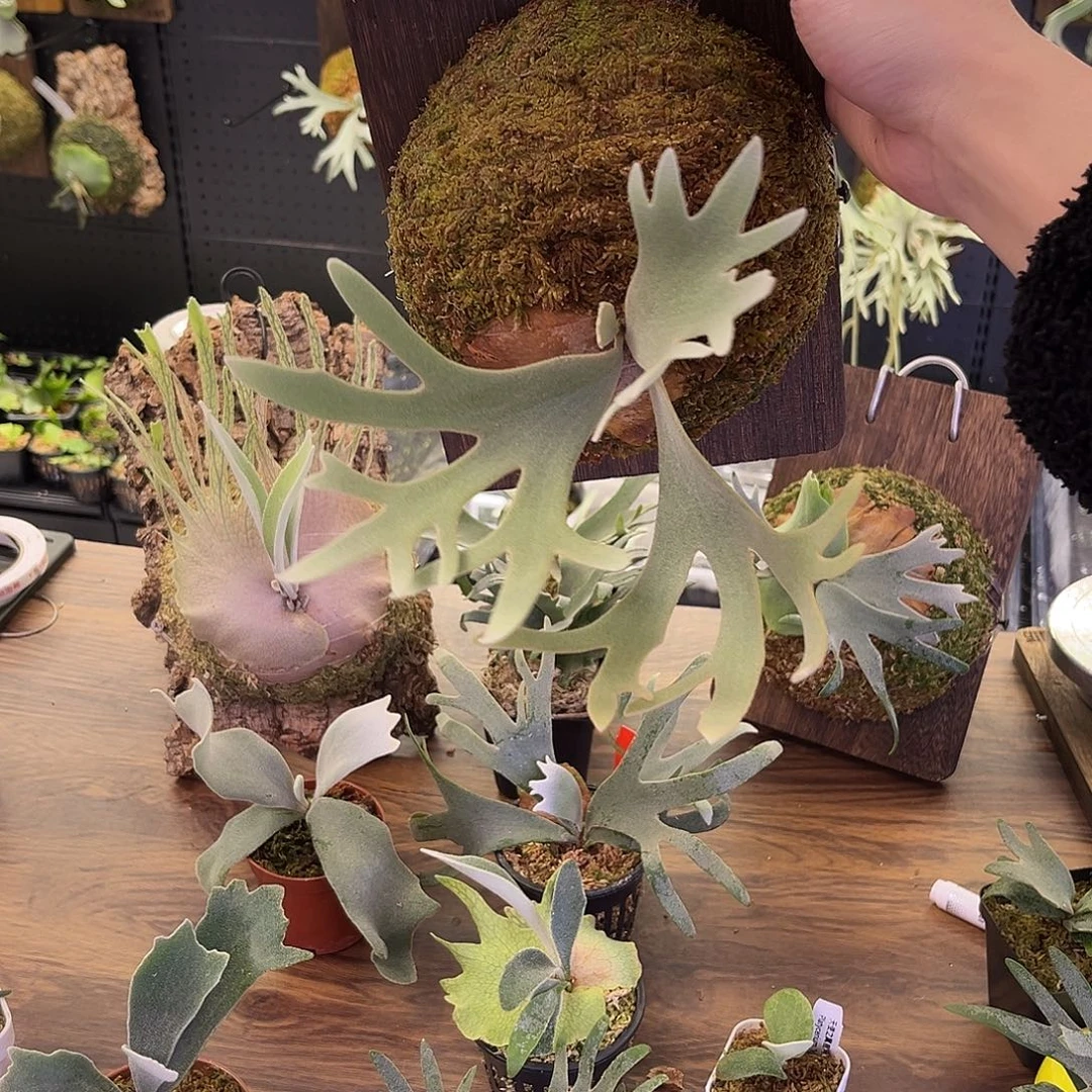 不开花植物侏儒玉女鹿角蕨