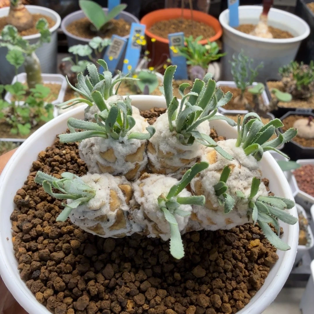 刨花厚墩菊494 仙人球