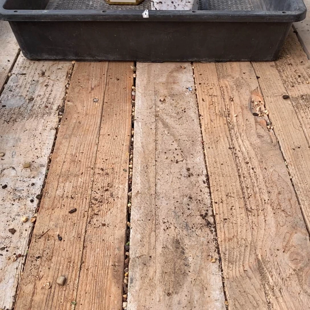 旺***牛199补发货 枝干番杏