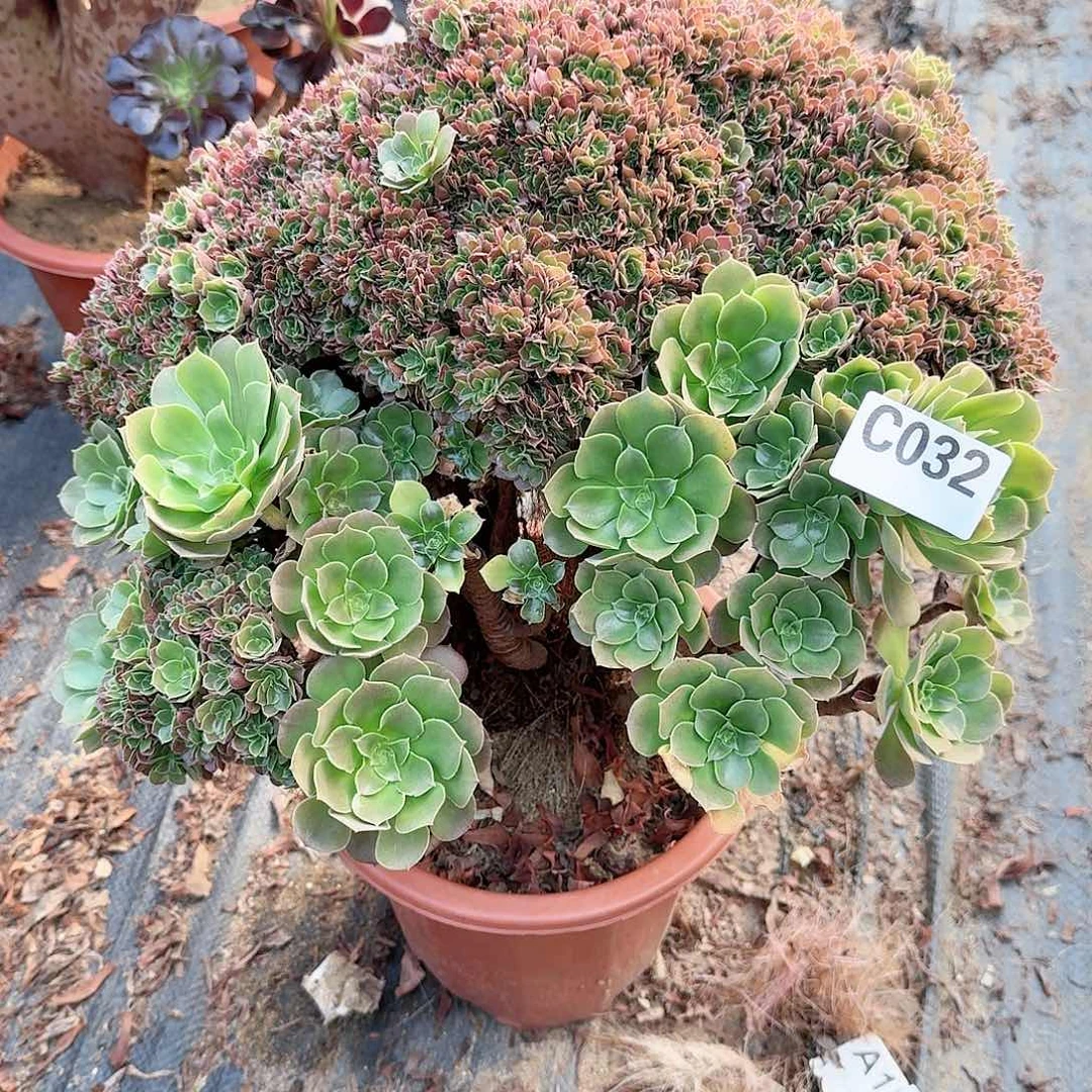 032玫瑰朵朵一颗呀呀