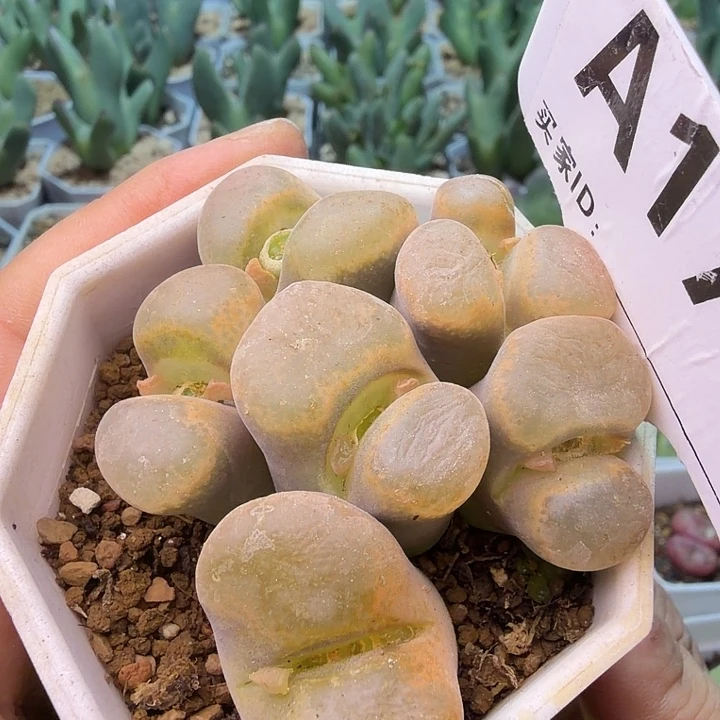 170。满38包邮肉锥