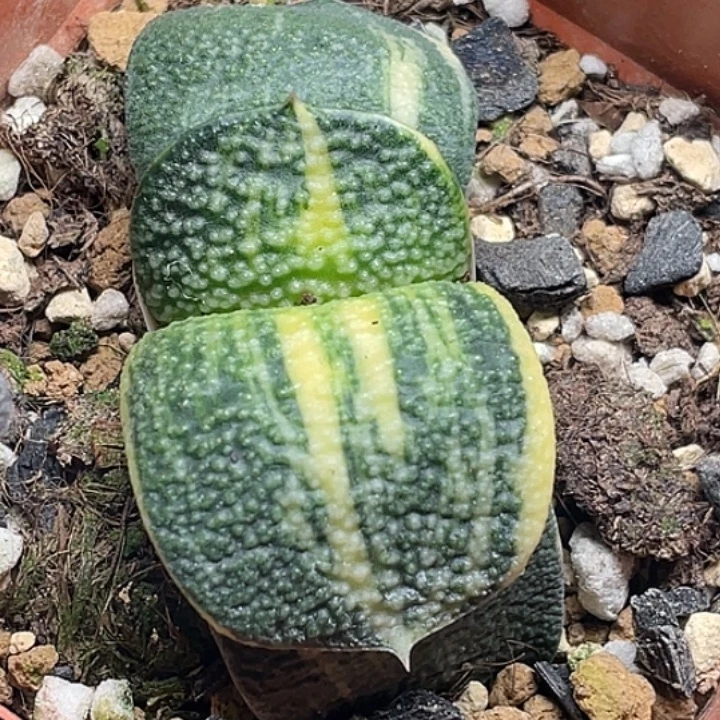 卧牛锦一物一拍1号