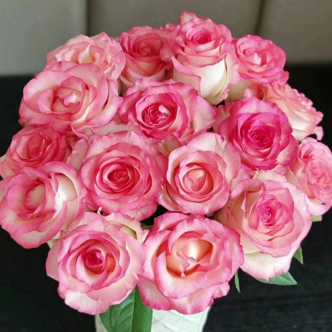 【艾莎】10枝艾莎单头玫瑰  基地直发 | 全场任意满两单鲜花包邮