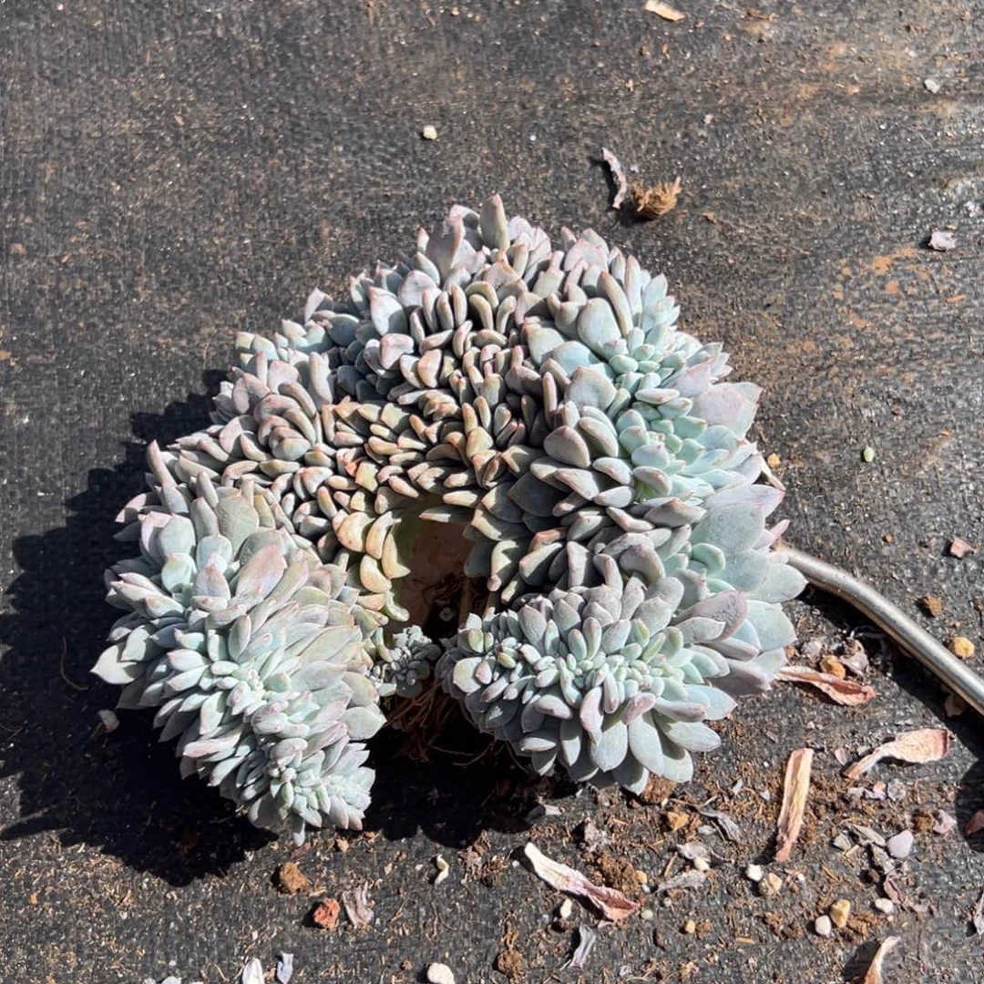 柠***酸wwwwomowoyzxyyyzxwyzxwz