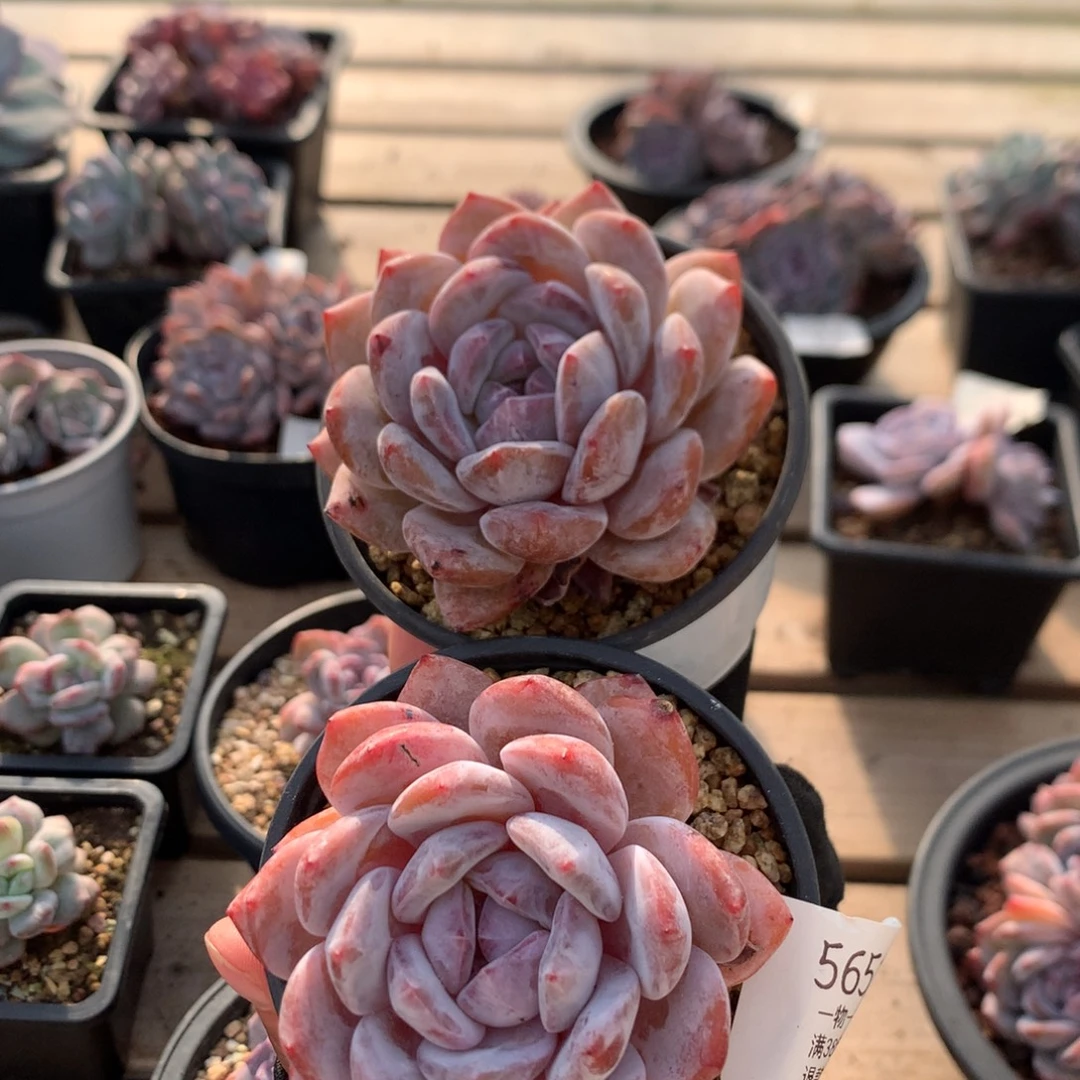 7.5厘米粉星影两颗 5651