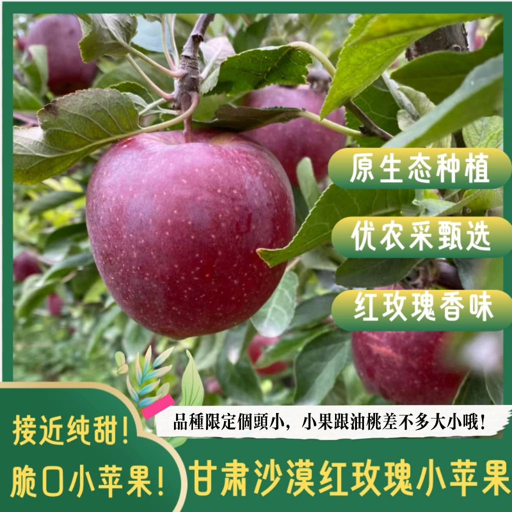 甘肃沙漠戈壁滩 红玫瑰苹果新鲜纯甜