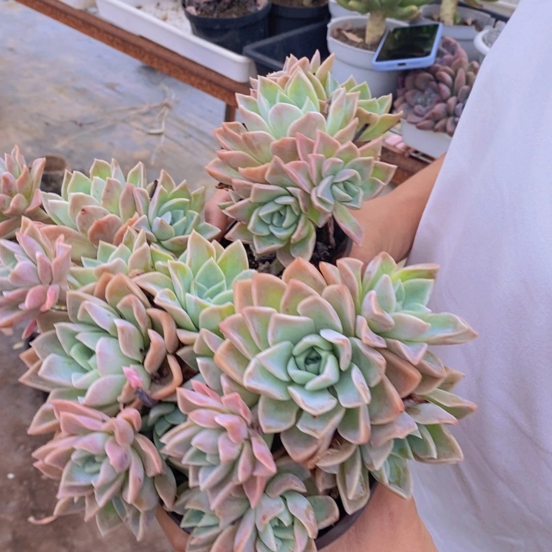 多头群生哈里沃森两盆