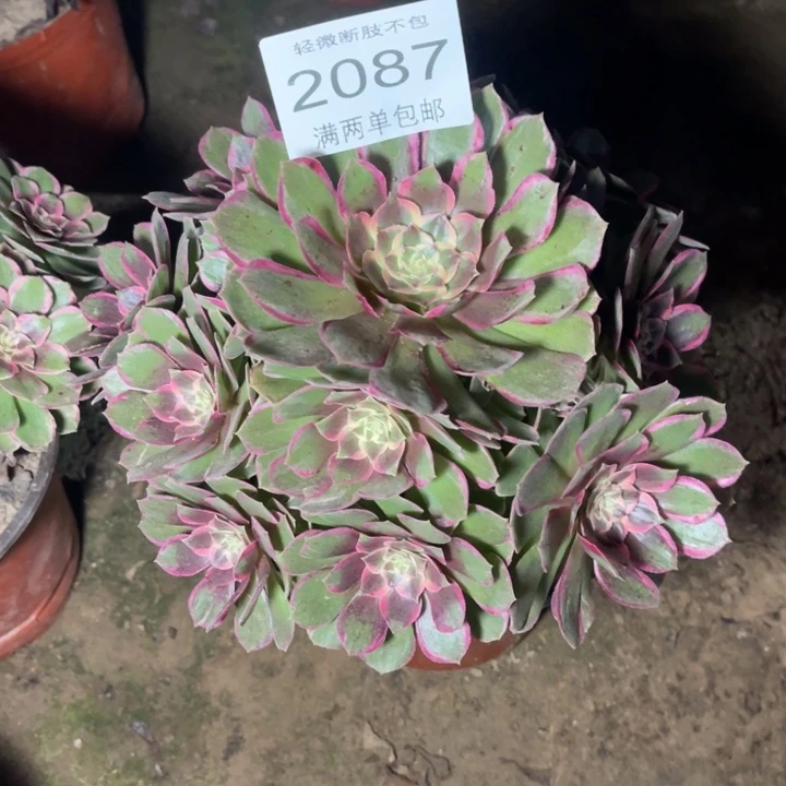 2087粉花妖的的的多肉