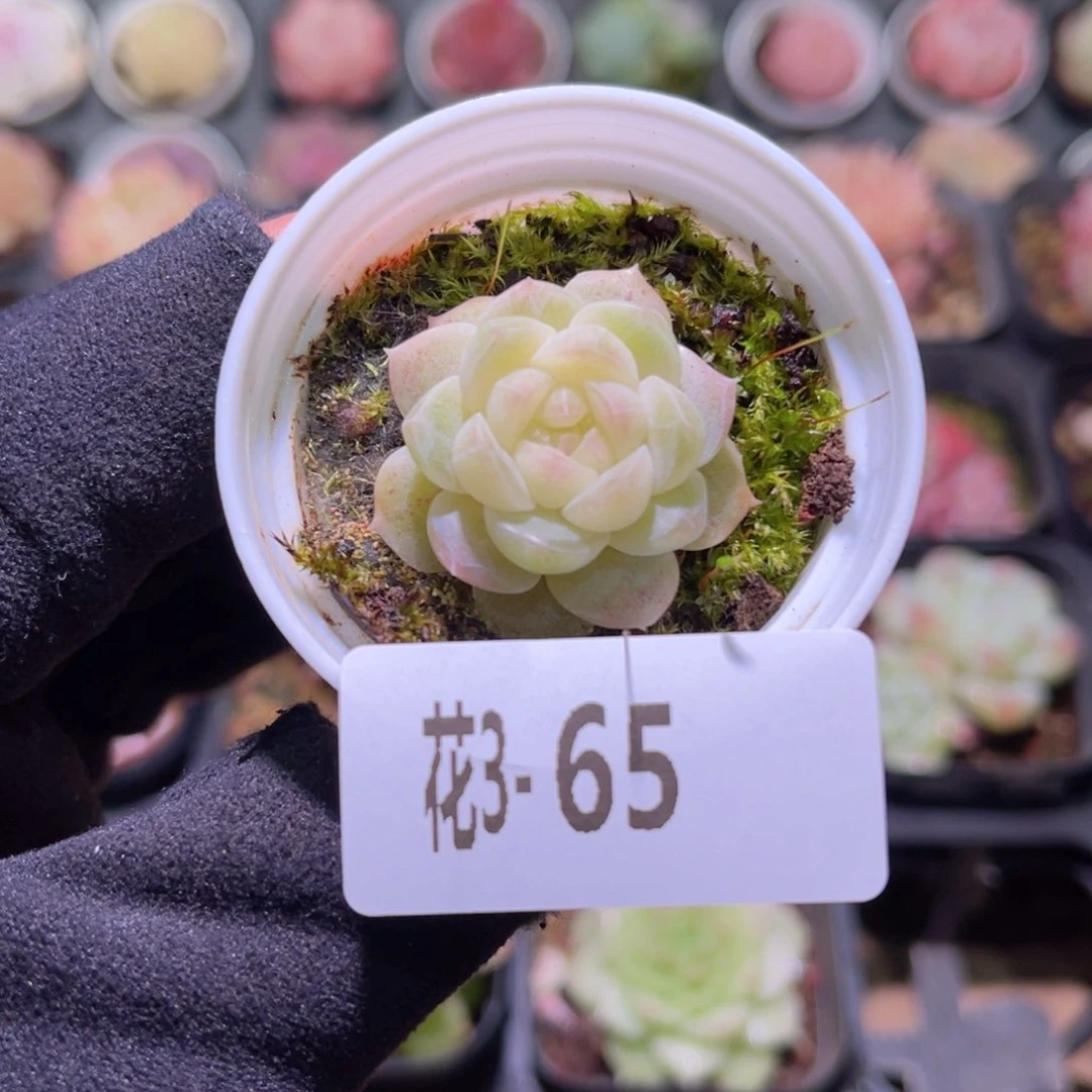 花利美3-65白梦单头