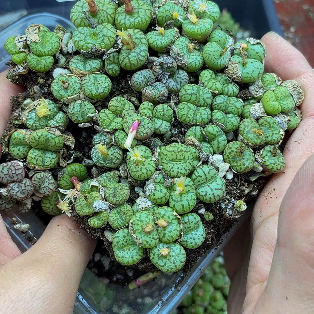 ****药24600000花花花花鼓励