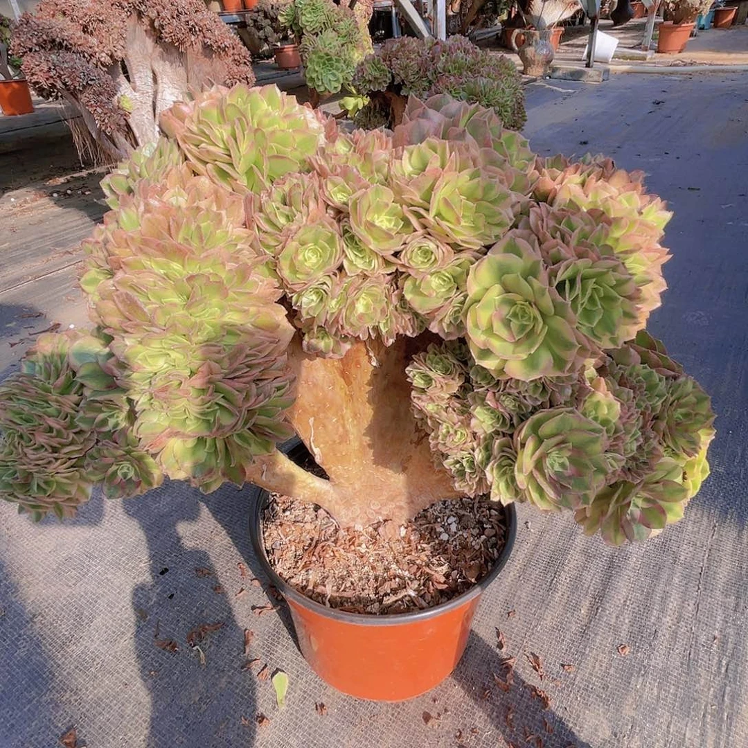 【闪购商品】无花朵万白