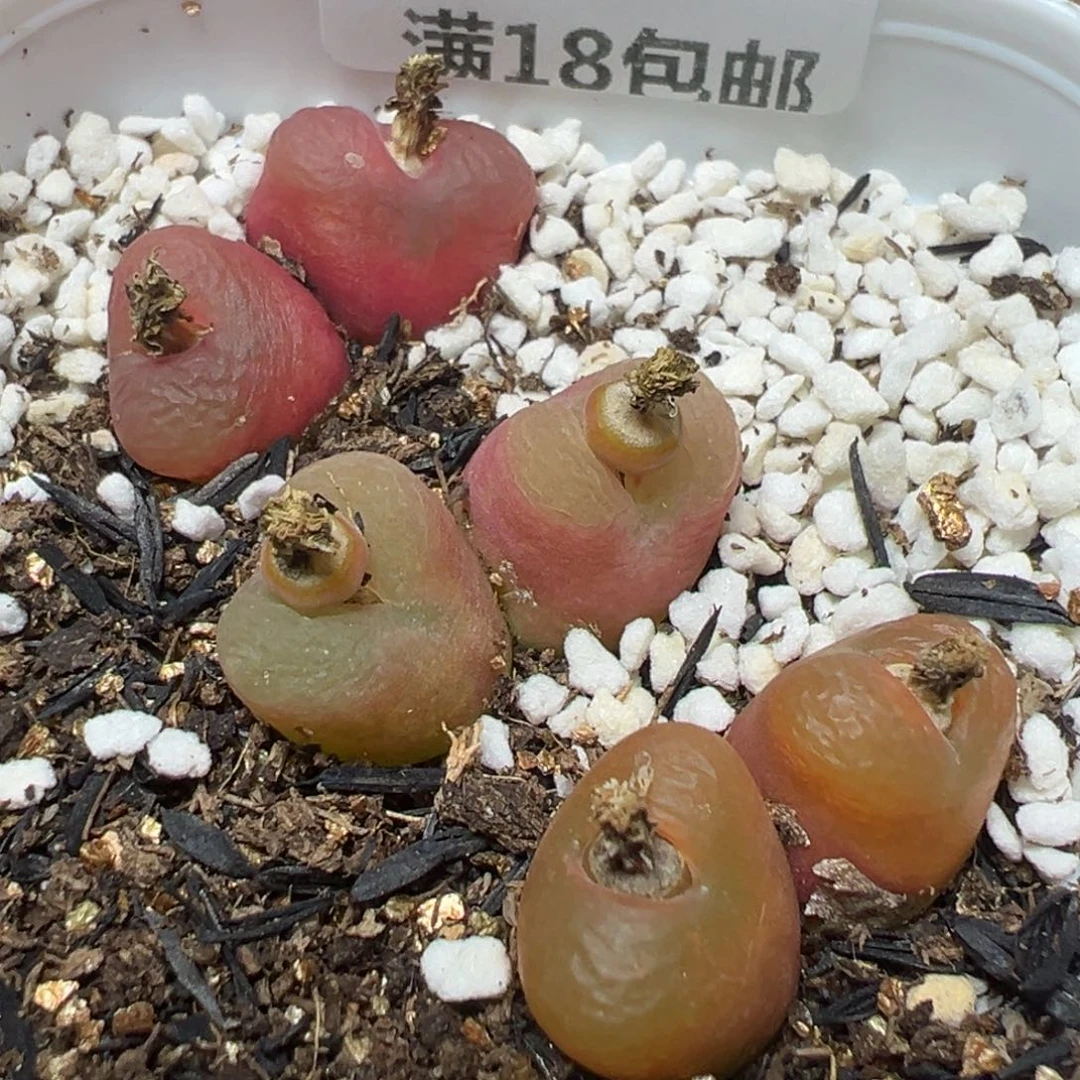 【闪购商品】 316。