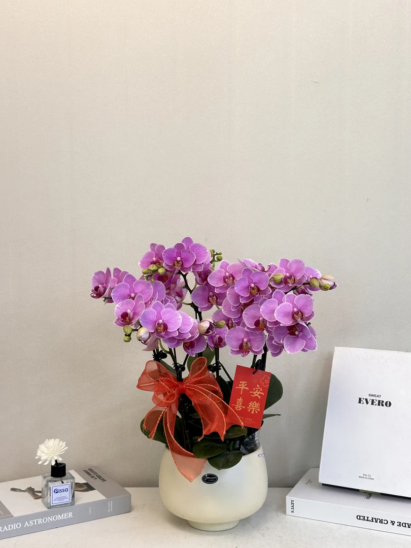 年宵花【路德曼】真花 秋冬耐寒花卉 四季开花 多样性发货