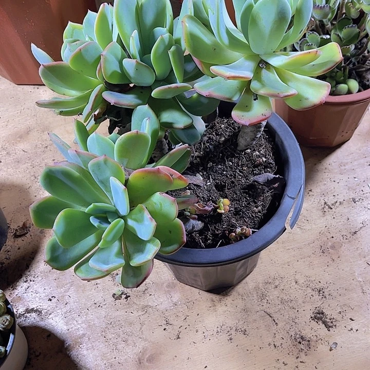 萍**逢0000000000000000141