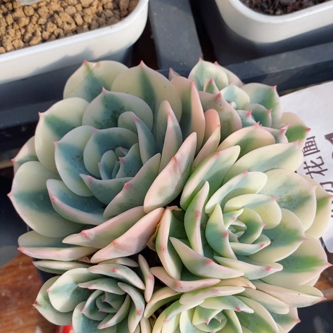 161玉蝶锦  小方花圃一物一拍