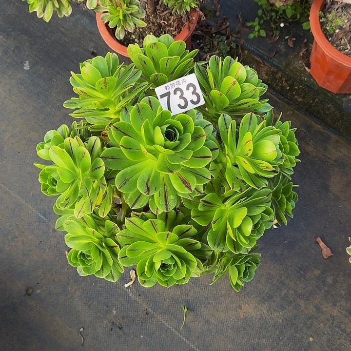 00000000000000733必火