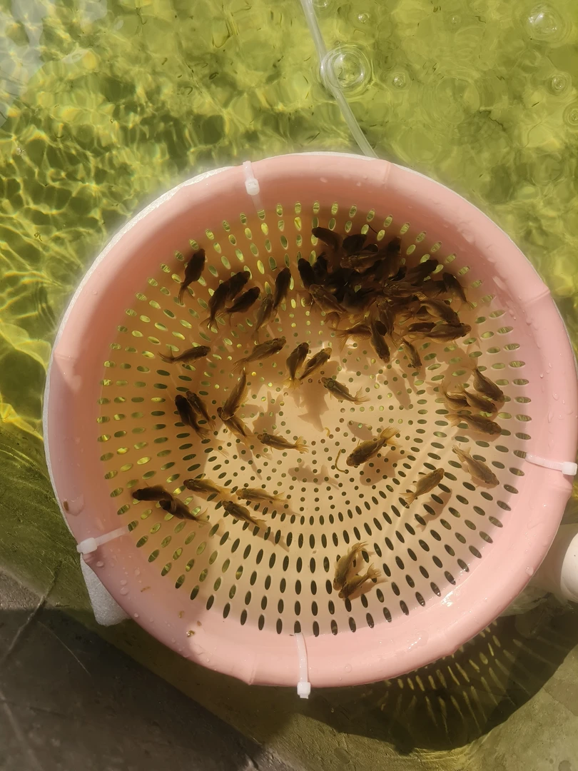 精品玛丽鱼苗(10+5备损)包活10条