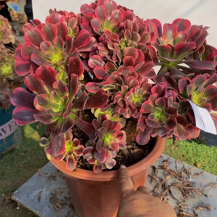 完全开放77号美杜莎缀化1颗