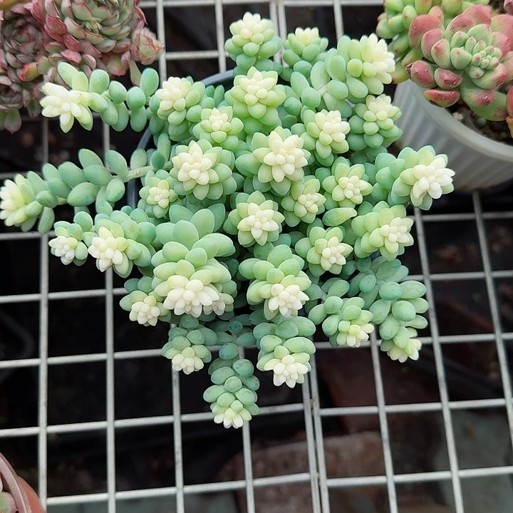 雪花玉坠多肉植物