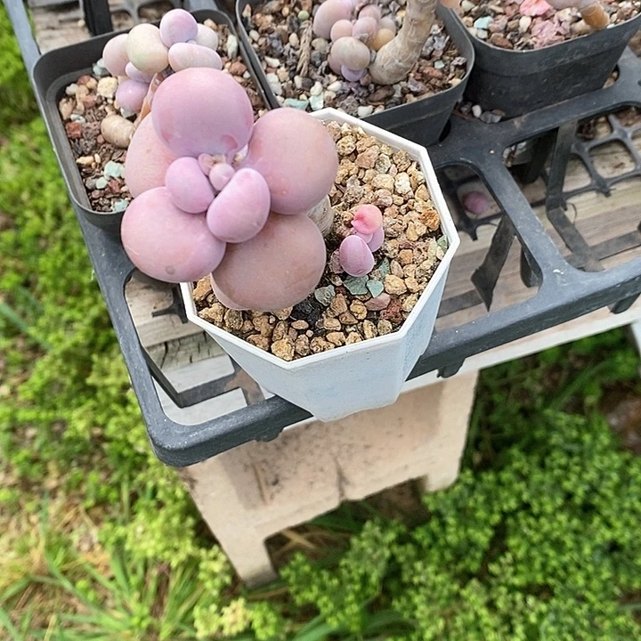 胭脂精品多肉直播