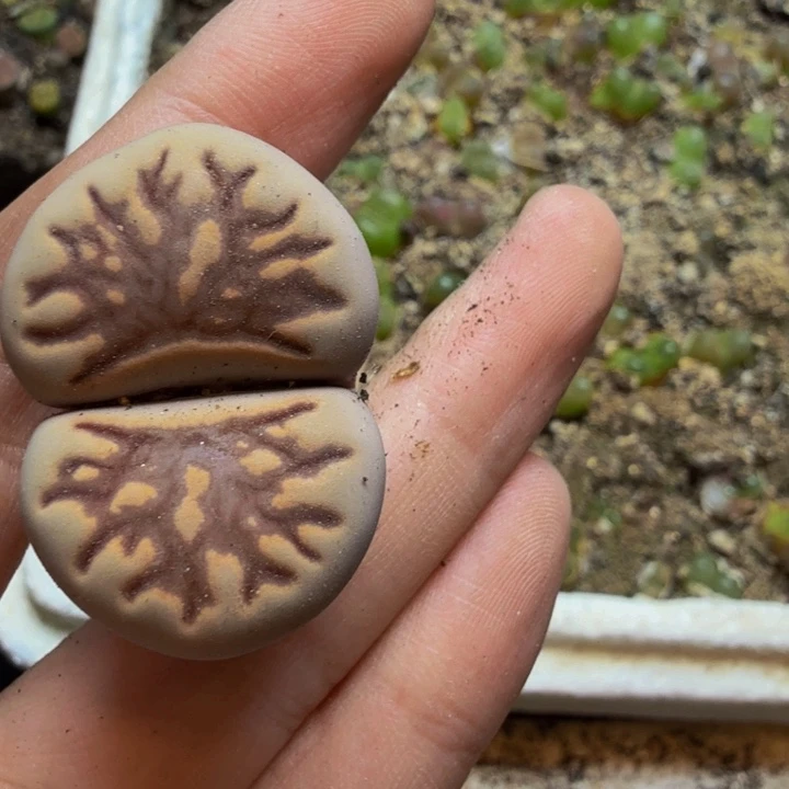 小**酱多肉葡萄的季节117