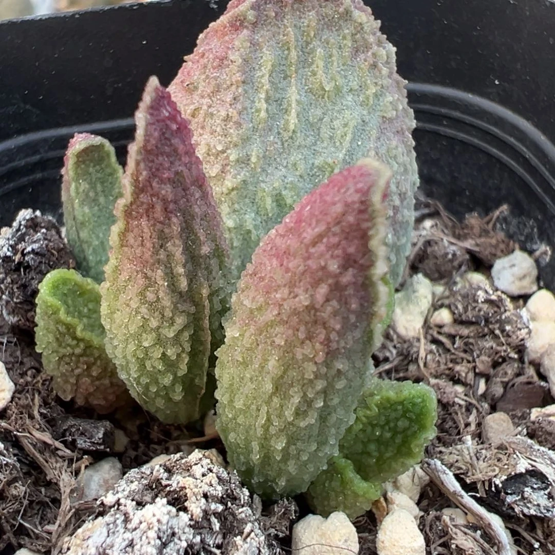 红猪宝大苗多肉植物水泡
