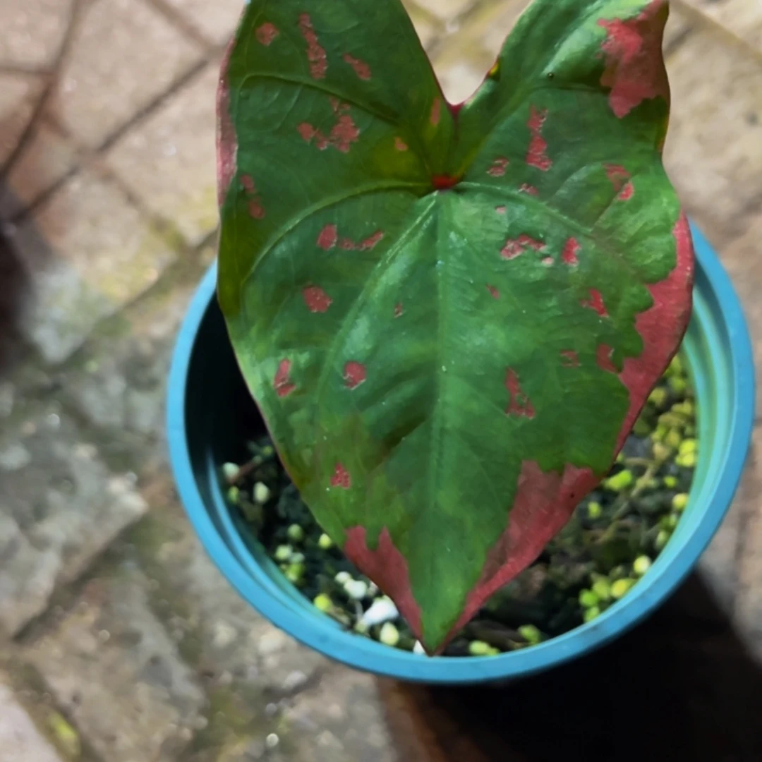 小***七完全开放5119泰彩