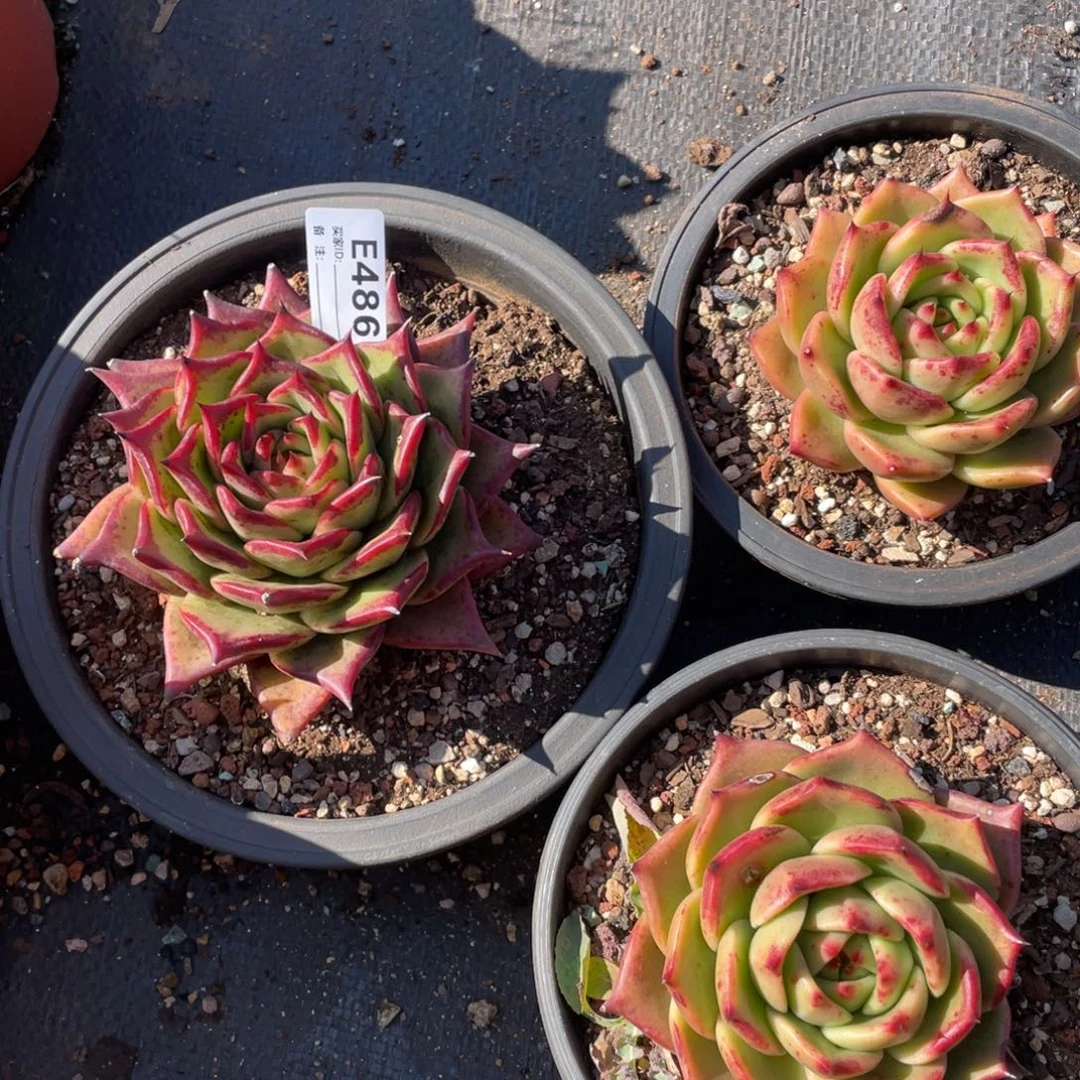 无花朵若如东云组拍E486