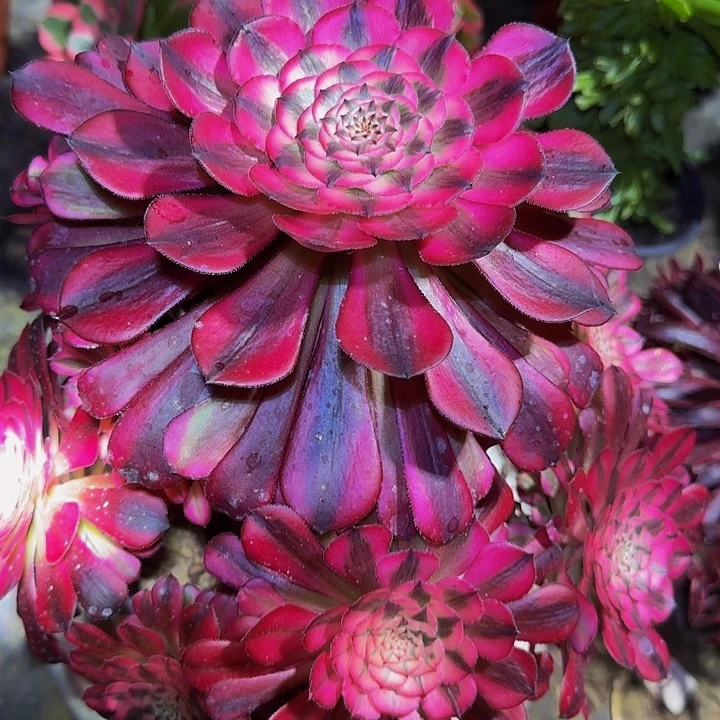 精品红铜壶超白锦捧花特价福利