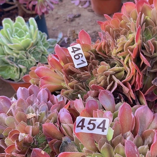 小***样多肉植物两个法师