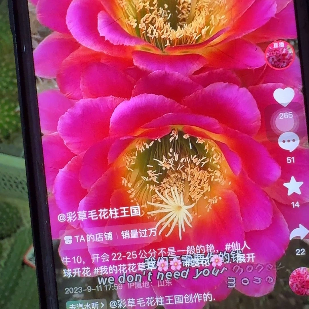 星火侧芽5公分毛花柱