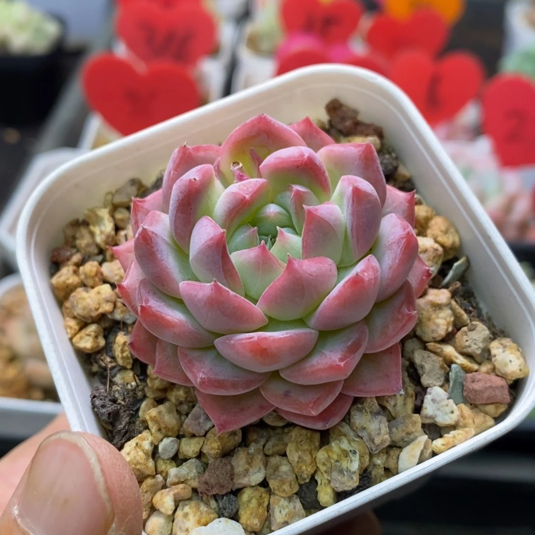 精品多肉一物一拍不包整37