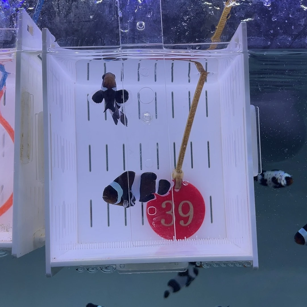 海水鱼奥黑4.5-5厘米