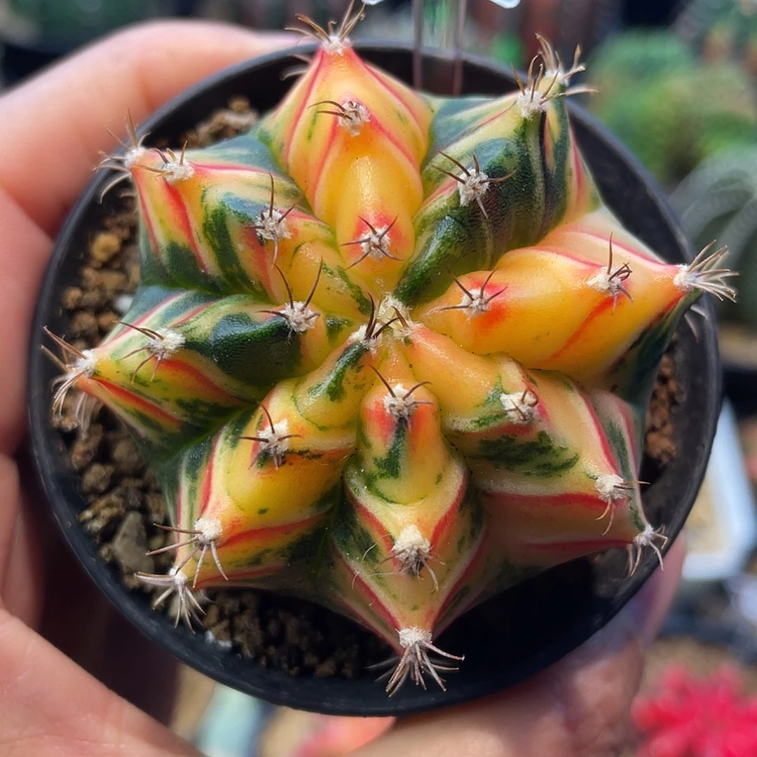 1-168米哈锦5.7厘米