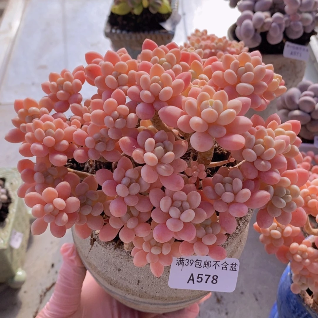 冰淇淋鱼子酱16cm578多肉植物