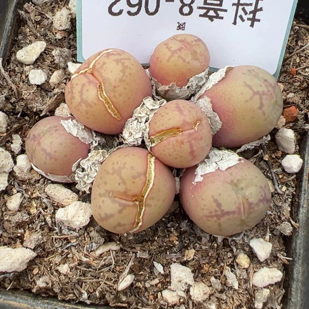 8-62肉锥多肉植物