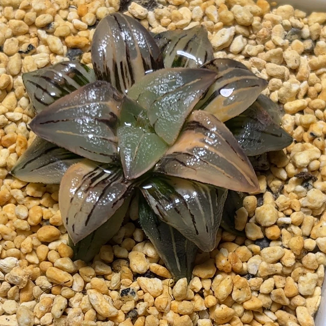 恭喜发财大吉大利0072