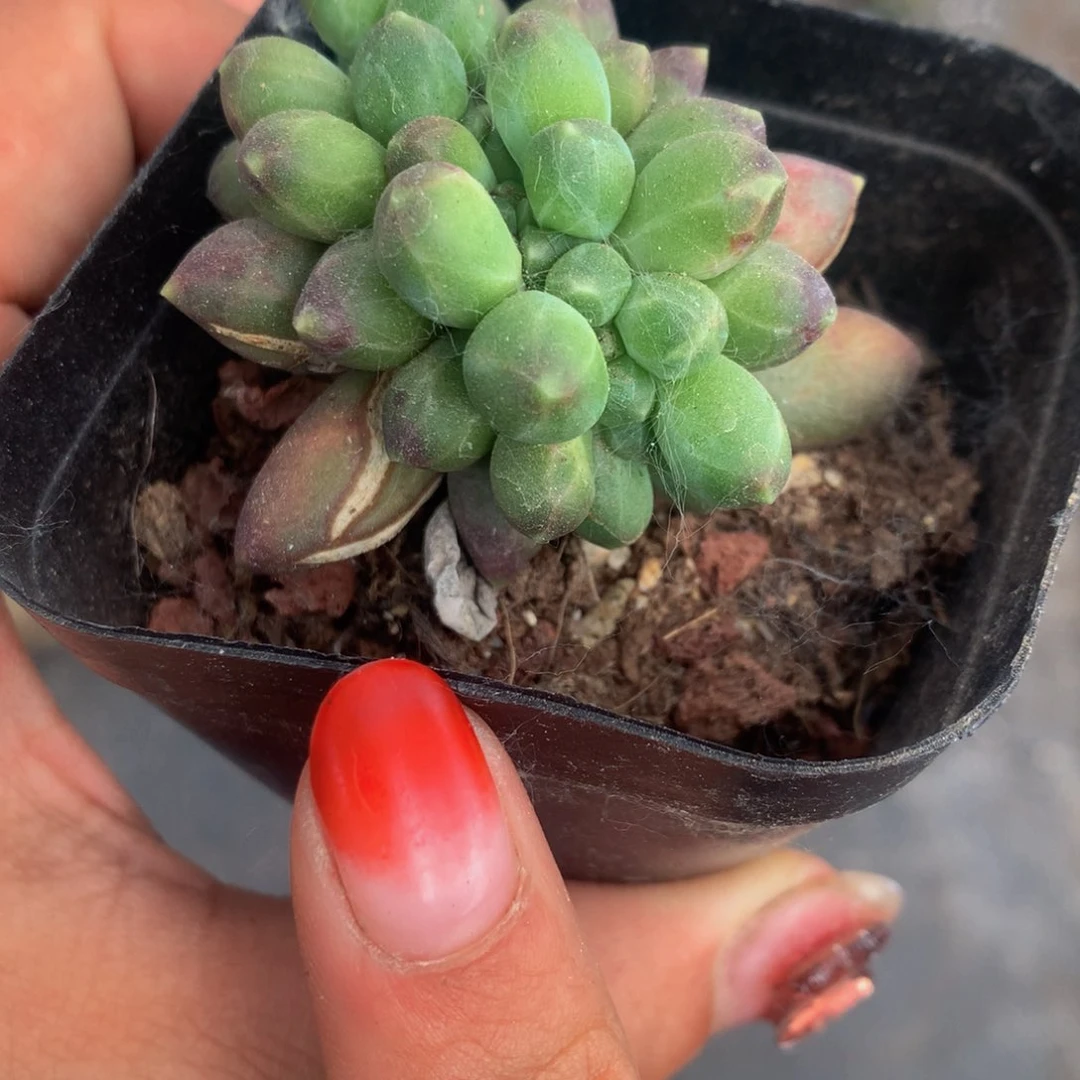 千代田处理。缀。（满9.99包邮不满9.99发叶子）