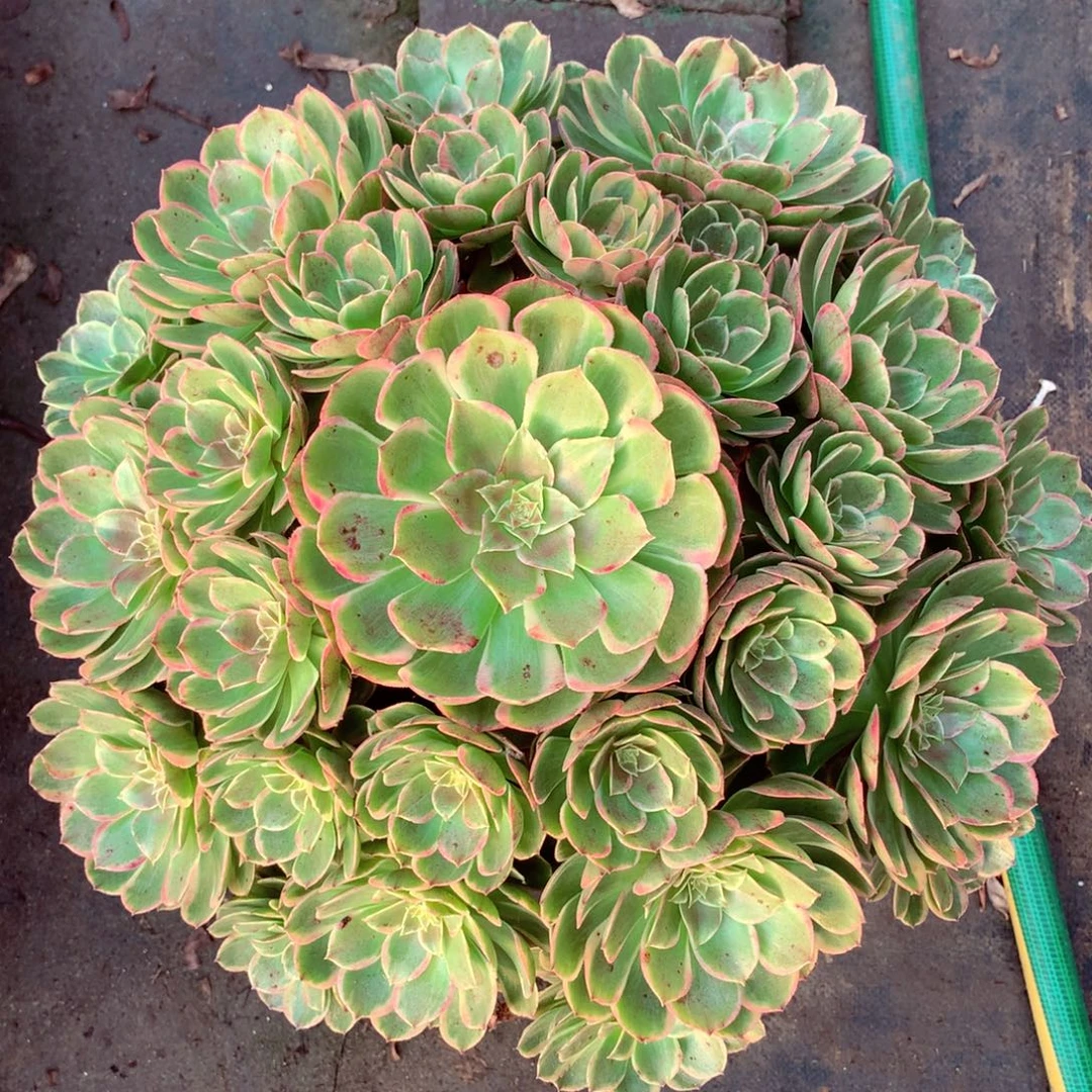 大颗花妖，多肉植物