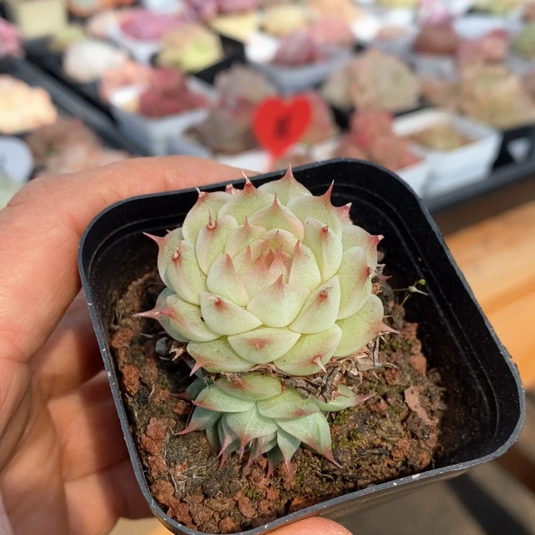 精品多肉一物一拍不包整167