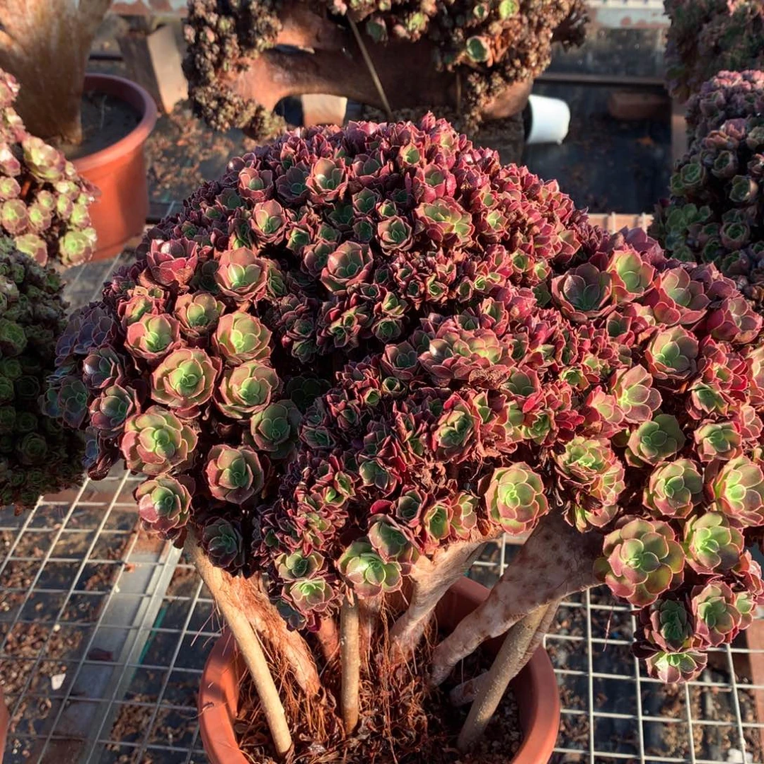 欧紫朵朵缀，颗颗精