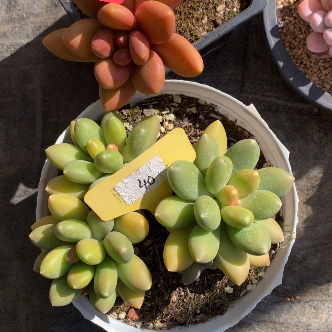 芒果奶7272727272727