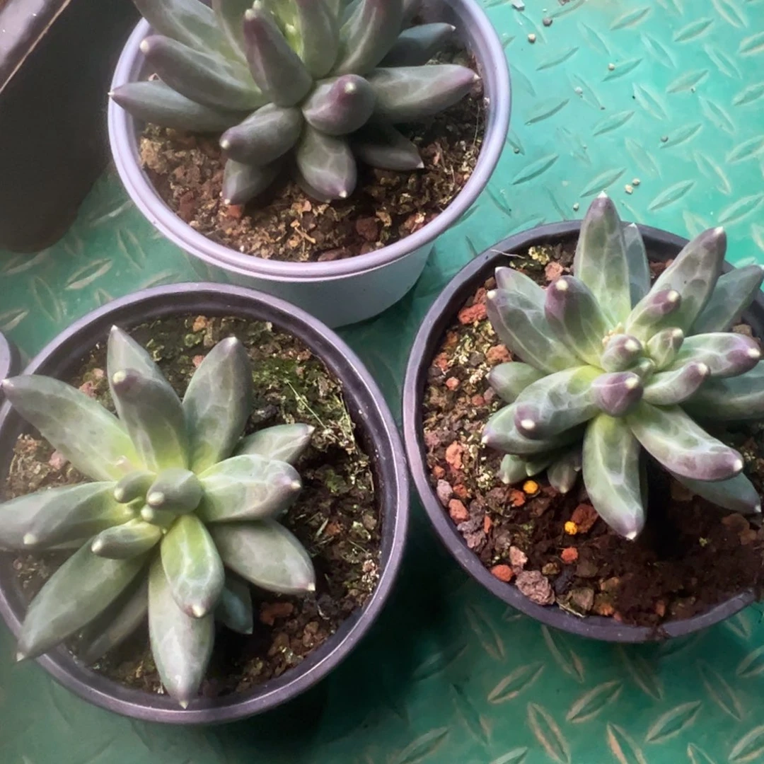 乌拉克拉优选，一物一拍