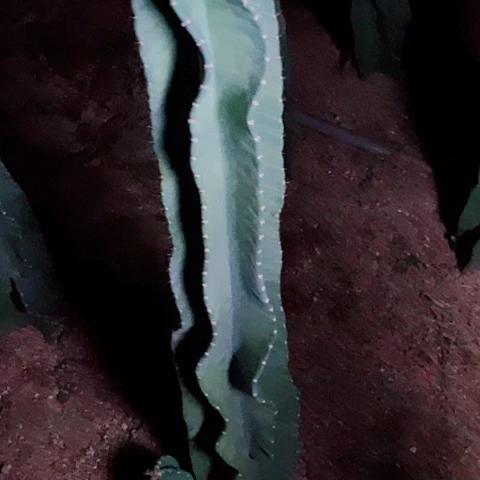 95公分左右脱土发货秘鲁