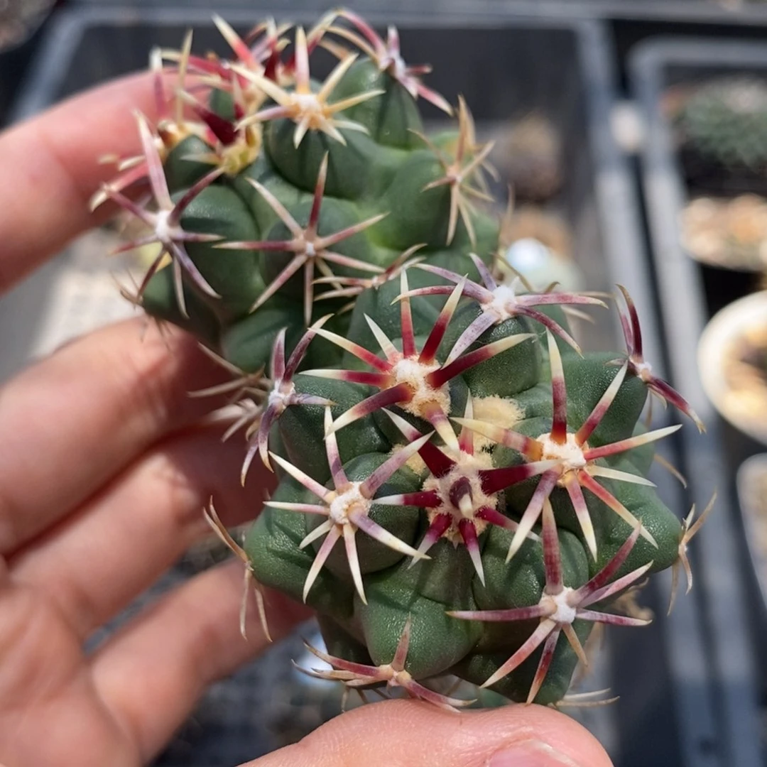 双头短豪刺大红鹰植播园艺